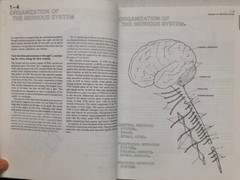 The Human Brain Coloring Book by Diamond, Scheibel, Elson (301 pages no damage)