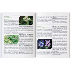 The Lost Book of Herbal Remedies-Paperback with Color Pictures