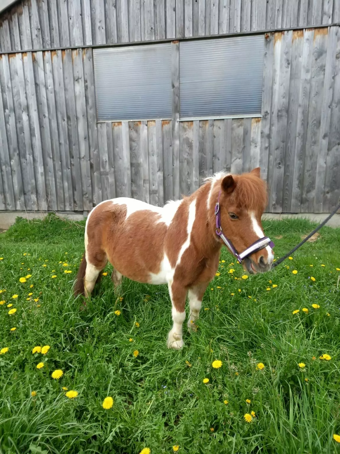 Ein Nachmittag mit Ponys